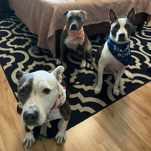 Team Page: Pillow Pitties Pack